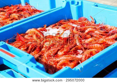 Blue Plastic Containers, Catch Of Sea Royal Shrimp