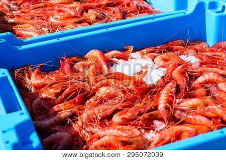 Blue Plastic Containers, Catch Of Sea Royal Shrimp