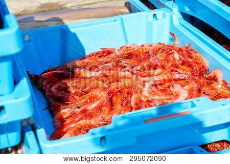 Blue Plastic Containers, Catch Of Sea Royal Shrimp