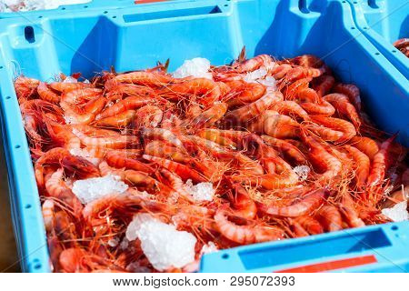Blue Plastic Containers, Catch Of Sea Royal Shrimp