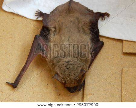 Cute Bat Pipistrellus Kuhlii  Warms Up After A 4-month Wintering In The Fridge. Love Animals Concept