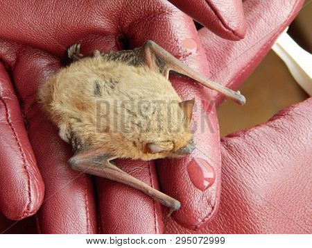 Watering The Cute Pipistrellus Kuhlii Bat After 4 Months Of Wintering In The Fridge On Female Hands 