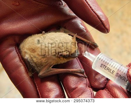 Watering The Cute Pipistrellus Kuhlii Bat After 4 Months Of Wintering In The Fridge On Female Hands 