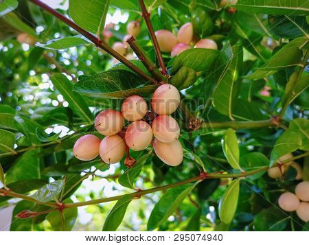 Close-up Bunch Of Ripe Sweet And Sour Karanda Fruits On Tree