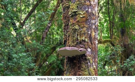 Bracket Lichen Growing On A Rain Forest Tree At The Gordon