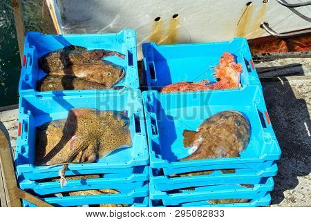 Catch Sea Redfish, Electric Stingray And Monkfish