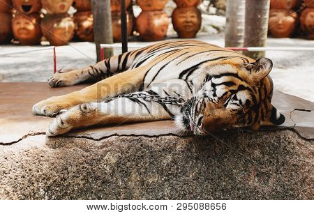 Tiger On A Chain In A Zoo