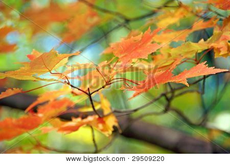 秋の紅葉
