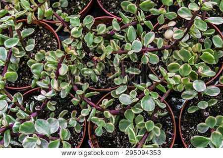 Portulacaria Afra Variegata Indoor Ornamental Plant In Pots. Top View.