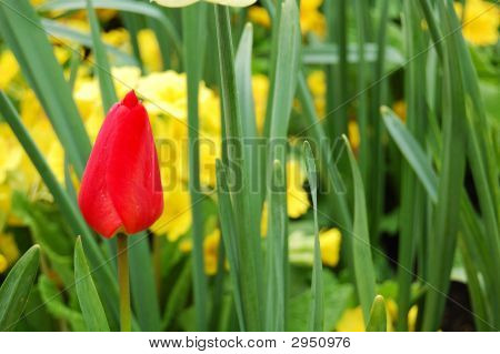 rote Tulpe