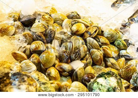 Set Of Venus Shell (meretrix Lyrata) Crushed Ice Freshness Preservation Marine Delicacies Fish Asia 