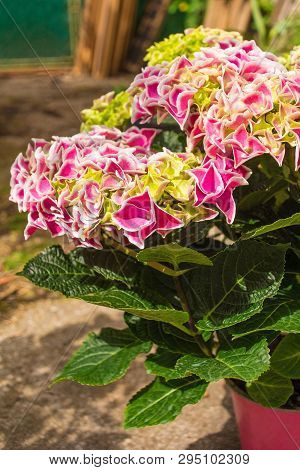 A pink harlequin hydrangea plant growing in a small plant pot in north east Italy