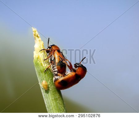 Close Up Of Two Beetle On A Plant