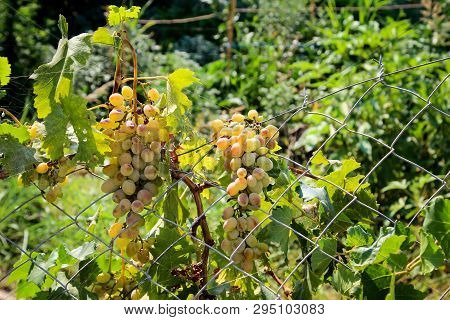 White Wine Rake On A Vine Plant