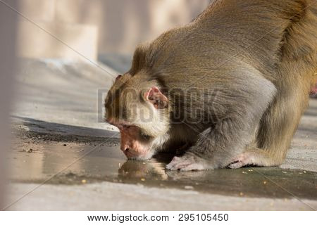 Portrait Of The Rhesus Macaque Monkey Drinking Water From The Ground