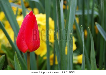 rote Tulpe