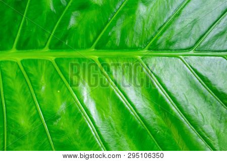 Vegetative Green Texture Banana Leaf Background Juicy Bright Lines Ribbed Natural Base Design Asia T