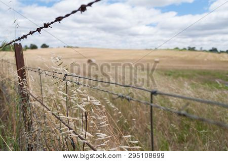 Close Up Of Barbed Wire Fence With Farm Field On The Background. Rural Agriculture Scene. Selective 