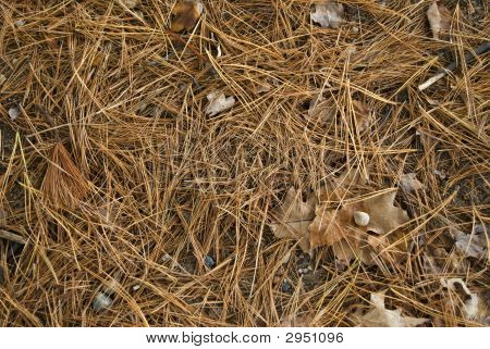 Pine Needles
