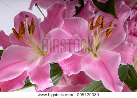 Close-up Of Pink Liles Flowers.  Common Names For Species In This Genus Include Fairy Lily Rainflowe