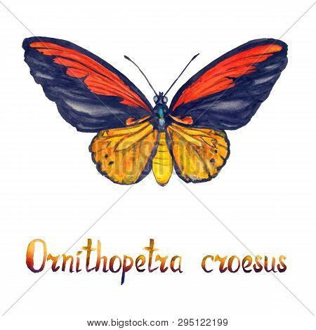 Ornithoptera Croesus, The Wallace's Golden Birdwing, Male, Hand Painted Watercolor  Illustration Wit