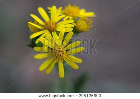 Macro Flowers Of Healing Wild Plant - Ragwort (jacobaea Vulgaris)