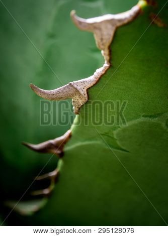 Succulent Plant Close-up, Fresh Leaves Detail Of Agave Titanota Gentry