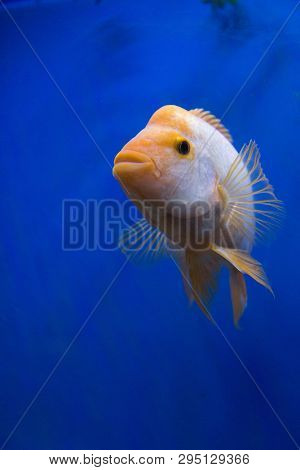 Big Goldfish Under Water With Blue Background