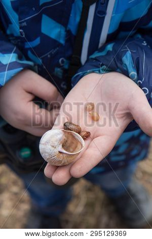 Child Holds Seashells With A Blurred Background