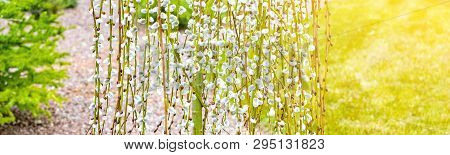 Pussy Willow Branches With Catkins. Blooming Spring Flowers. Blossom Salix Caprea Kilmarnock. Nature