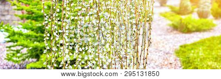 Pussy Willow Branches With Catkins. Blooming Spring Flowers. Blossom Salix Caprea Kilmarnock. Nature