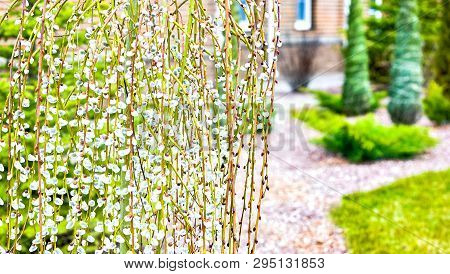 Pussy Willow Branches With Catkins. Blooming Spring Flowers. Blossom Salix Caprea Kilmarnock. Nature