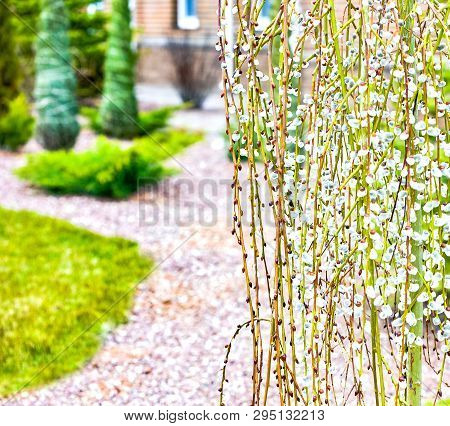 Pussy Willow Branches With Catkins. Blooming Spring Flowers. Blossom Salix Caprea Kilmarnock. Nature