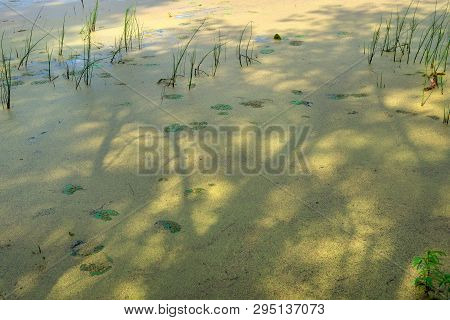 Lemna Closed Lake And Plants On The Summer Day