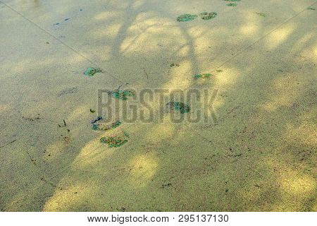 Lemna Closed Lake And Plants On The Summer Day