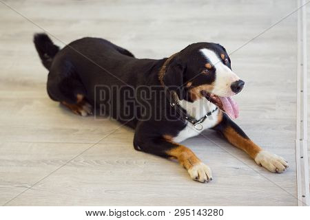 A Beautiful Brown Sienenhund Dog With White And Red Spots Is Lying On A White Wooden Floor With An O