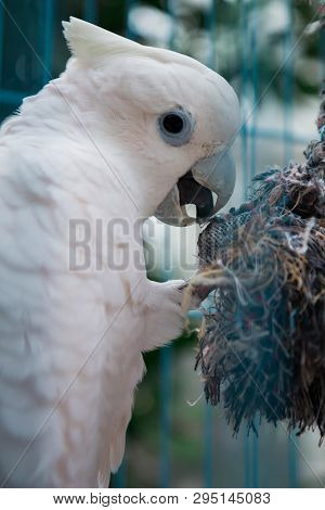 Big White Parrot In A Cage With Blurred Background