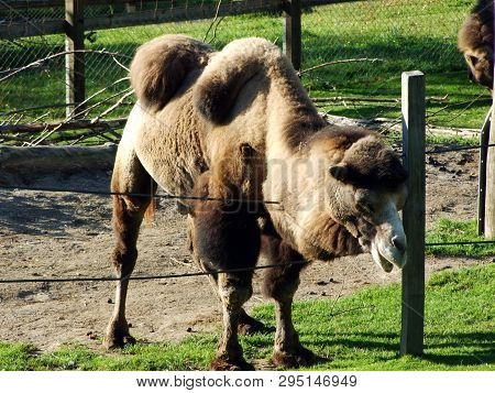 The Wild Bactrian Camel (camelus Ferus), Das Trampeltier, Zweihöckriges Or Baktrisches Kamel, Zoo In