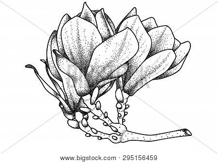 Magnolia Flower. Drawing Sketch. Vector Illustration Art.