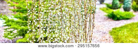 Pussy Willow Branches With Catkins. Blooming Spring Flowers. Blossom Salix Caprea Kilmarnock. Nature