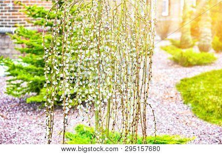 Pussy Willow Branches With Catkins. Blooming Spring Flowers. Blossom Salix Caprea Kilmarnock. Nature