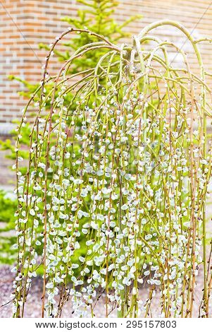 Pussy Willow Branches With Catkins. Blooming Spring Flowers. Blossom Salix Caprea Kilmarnock. Nature
