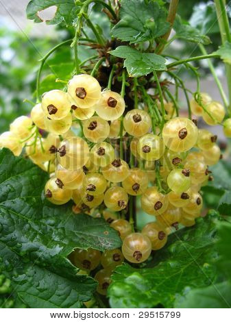 Bessen van een witte bessen