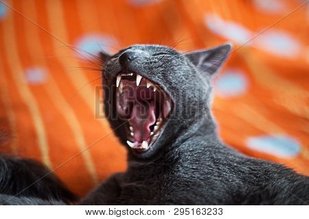 Cat Yawning With Mouth Wide Open And Shows Fangs