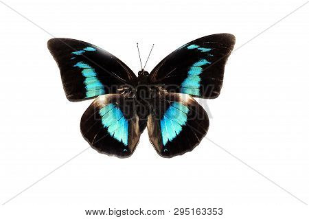 Big Butterfly With Blue Wings, Isolate On White Background, Prepona Demophon