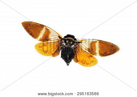 Big Brown Beetle, Isolate On A White Background, Cicadidae