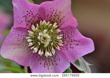Hellebore
