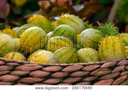 Bright Green Fruits Of Melothria. Exotic Cucumber From The Family Of Pumpkin