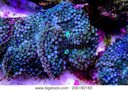 Ricordea Florida Mushroom - Underwater Macro Shot