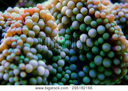 Ricordea Florida Mushroom - Underwater Macro Shot